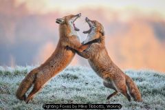 Fighting Foxes by Mike Tibbotts, Woking