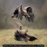 Fighting White Tailed Eagles by Pamela Wilson, Catchlight