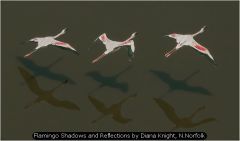 Flamingo Shadows and Reflections by Diana Knight, N.Norfolk
