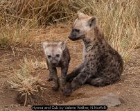 Hyena and Cub by Valerie Walker, N.Norfolk