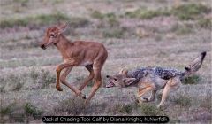 Jackal Chasing Topi Calf by Diana Knight, N.Norfolk