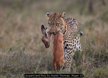 Leopard and Prey by Austin Thomas, Wigan 10