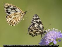 Male and Female Marbled white Butterflies by Charles Whitfield-King, Ipswich