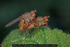 Mating Flies Scathophaga sp by Andrea Wilson, Oldham