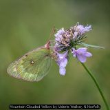 Mountain Clouded Yellow by Valerie Walker, N.Norfolk