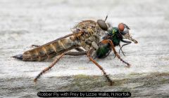 Robber Fly with Prey by Lizzie Wallis, N.Norfolk