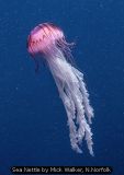 Sea Nettle by Mick Walker, N.Norfolk