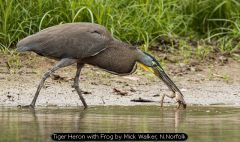 Tiger Heron with Frog by Mick Walker, N.Norfolk