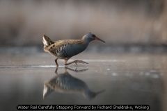 Water Rail Carefully Stepping Forward by Richard Sheldrake, Woking