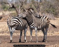 Zebras Resting by Valerie Walker, N.Norfolk