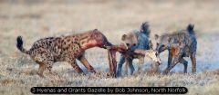 3 Hyenas and Grants Gazelle by Bob Johnson, North Norfolk