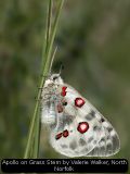 Apollo on Grass Stem by Valerie Walker, North Norfolk