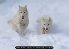 Arctic Wolves Racing by Duncan Hill, Doncaster