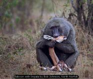 Baboon with Impala by Bob Johnson, North Norfolk