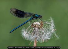 Banded Demoiselle at Ten to Eight by Alan Storey, Poulton le Fylde