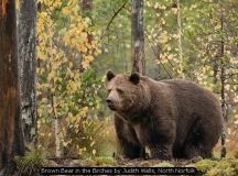 Brown Bear in the Birches by Judith Wells, North Norfolk
