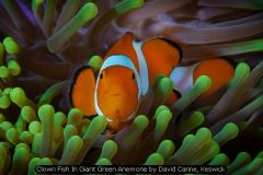 Clown Fish In Giant Green Anemone by David Carine, Keswick