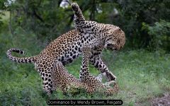 Dominance by Wendy Brown, Reigate