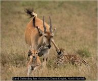 Eland Defending her Young by Diana Knight, North Norfolk