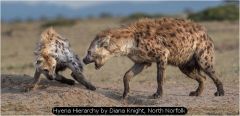 Hyena Hierarchy by Diana Knight, North Norfolk