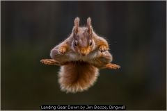 Landing Gear Down by Jim Biscoe, Dingwall