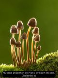 Mycena Inclinator on Moss by Karin Wilson, Cheltenham