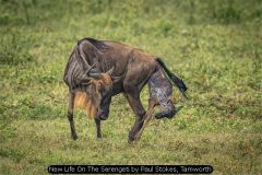 New Life On The Serengeti by Paul Stokes, Tamworth