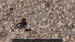 Oystercatcher Amongst Knot by Robert Harvey, Devizes