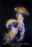Pacific Sea Nettles by Valerie Walker, North Norfolk