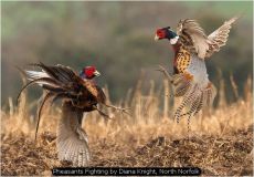 Pheasants Fighting by Diana Knight, North Norfolk