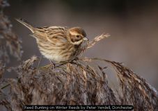Reed Bunting on Winter Reeds by Peter Yendell, Dorchester
