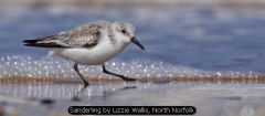 Sanderling by Lizzie Wallis, North Norfolk