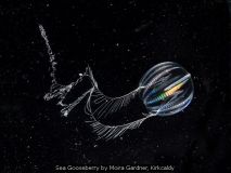 Sea Gooseberry by Moira Gardner, Kirkcaldy