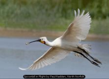 Spoonbill in Flight by Paul Radden, North Norfolk