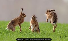 Threes A Crowd by Stephen Harper, Ipswich