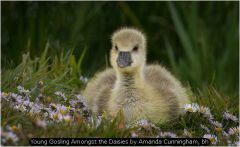 Young Gosling Amongst the Daisies by Amanda Cunningham, bh