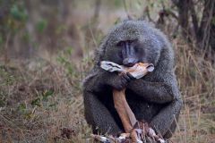 Baboon with Impala by Bob Johnson, North Norfolk