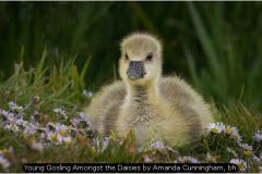 Young Gosling Amongst the Daisies by Amanda Cunningham, bh