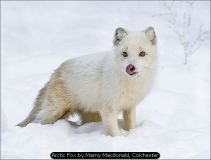 Arctic Fox by Marny Macdonald, Colchester