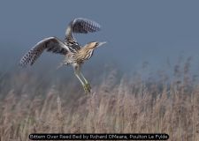 Bittern Over Reed Bed by Richard OMeara, Poulton Le Fylde