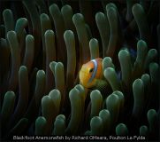 Blackfoot Anemonefish by Richard OMeara, Poulton Le Fylde