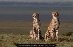 Cheetahs Masai Mara by Michael Ball, Steyning
