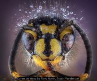 GB Cup (Projected) Nature 2025