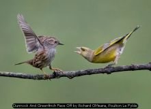 Dunnock And Greenfinch Face Off by Richard OMeara, Poulton Le Fylde