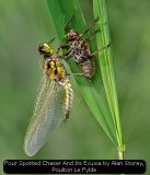 Four Spotted Chaser And Its Exuvia by Alan Storey, Poulton Le Fylde