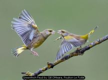 Greenfinch Feud by Gill OMeara, Poulton Le Fylde