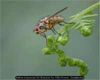 Helina impuncta On Bracken by Mike Rowe, Godalming