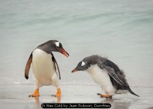 It Was Cold by Jean Robson, Dumfries