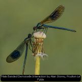 Male Banded Demoiselle Interaction by Alan Storey, Poulton Le Fylde