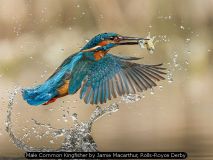 Male Common Kingfisher by Jamie Macarthur, Rolls-Royce Derby